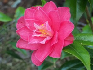 Camellia ‘Coral Bright’, ‘Fairy Blush’ and ‘Fairy Wand’