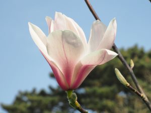 Magnolia ‘Asian Artistry’