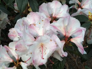 Rhododendron ‘Elsie Frye’