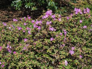 Rhododendron impeditum ‘JC Williams’