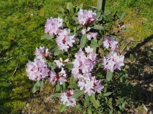 Rhododendron xichangense