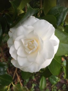 Camellia 'Jovey Carlyon'