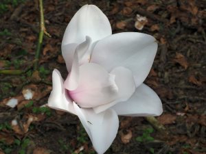 Magnolia campbellii ‘Alba Group’ seedling