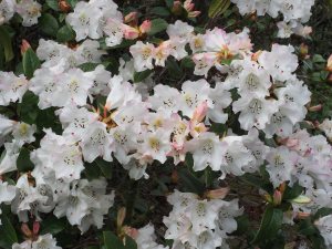 Rhododendron edgeworthii x leucaspis