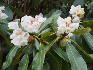 Rhododendron suoilenhense