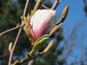Magnolia brooklynensis ‘Titan’