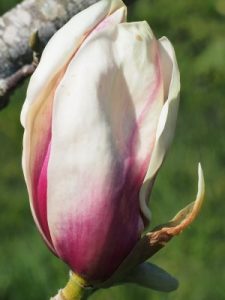 Magnolia brooklynensis ‘Titan’