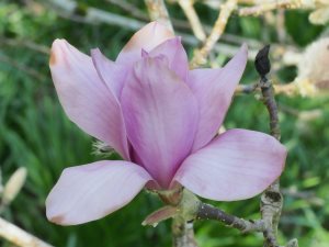 Magnolia ‘Vulcan’