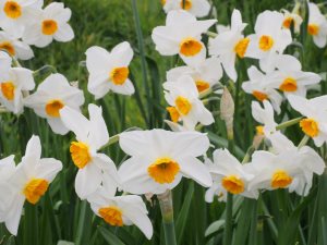 Narcissus ‘Geranium’