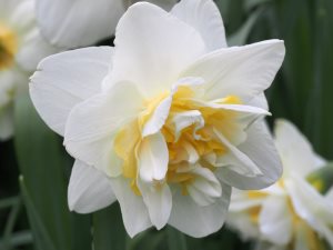 Narcissus ‘White Lion’