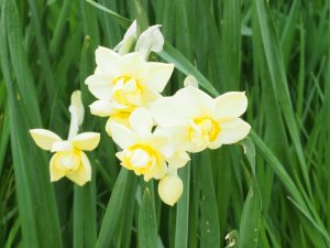 Narcissus ‘Yellow Cheerfulness’