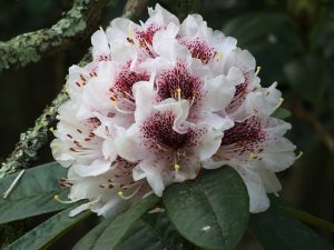 Rhododendron ‘Mrs J C Williams’