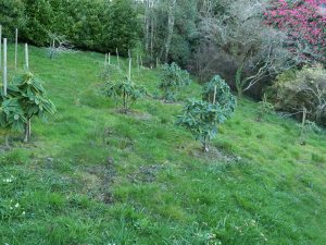 rhododendron planting