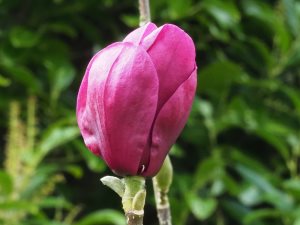 Magnolia ‘Rose Marie’ x Magnolia ‘Black Tulip’