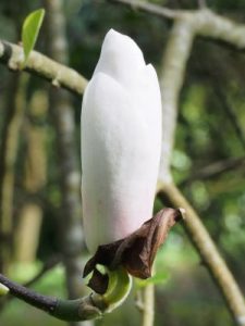 Magnolia ‘Rouged Alabaster’