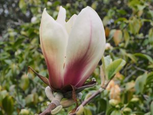 Magnolia x brooklynensis ‘Titan’