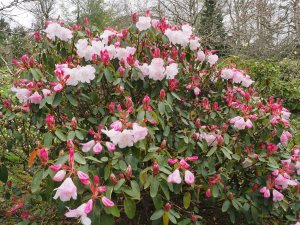 Rhododendron ‘High Sheriff’