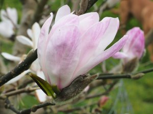 Magnolia x loebneri ‘Lucy Carlson’
