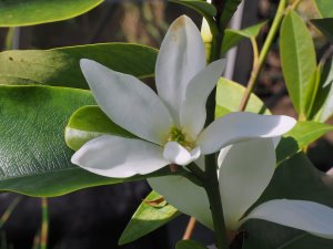 Magnolia laevifolia x M. maudiae BKR