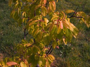 Prunus conradinae
