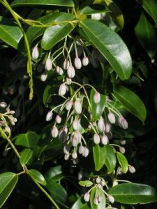 Stauntonia hexaphylla