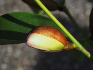 Magnolia (Michelia) ‘Fairy Lime’