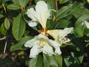 Rhododendron maddenia