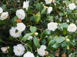 Camellia ‘Althaeiflora Gigantea’