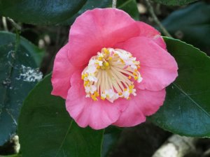 Camellia ‘Hatsu-Zakura’