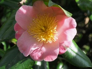 Higo camellias ‘Takasago’?