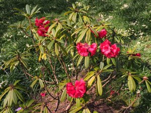 Rhododendron monosematum