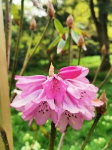 Rhododendron tanastyllum CNT 6350