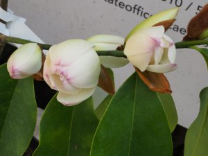 Michelia ‘Touch of Pink’