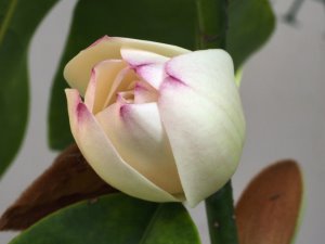 Michelia ‘Touch of Pink’