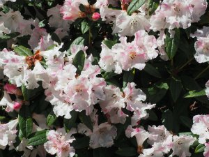 Rhododendron ‘Lady Alice Fitzwilliam’