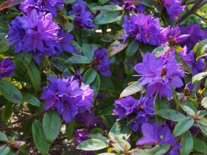 Rhododendron augustinii ‘Penheale Blue’