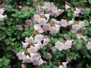 Rhododendron williamsianum x martinianum