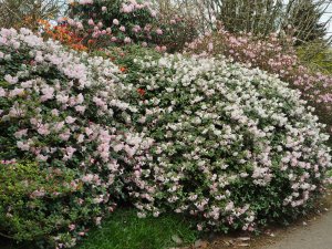 Rhododendron williamsianum x martinianum