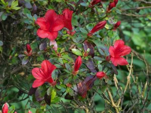 Azalea 'Black Hawk'