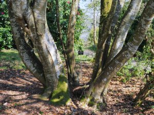 Lithocarpus hancei