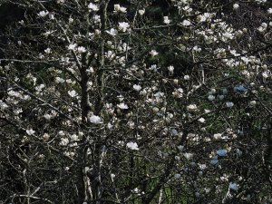 pure white magnolia