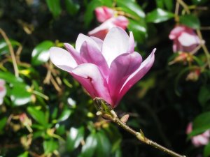 Magnolia ‘Ann’