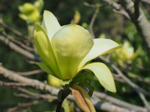 Magnolia ‘Lemon Star’