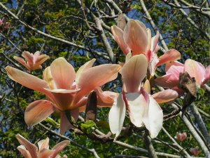 Magnolia ‘Peachy’