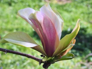 Magnolia x brooklynensis ‘Woodsman’ x Magnolia ‘Pink Surprise’