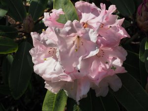 Rhododendron loderi