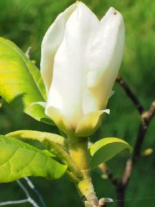 Magnolia ‘Scented Gem’