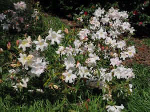 Rhododendron ‘Harry Tagg’