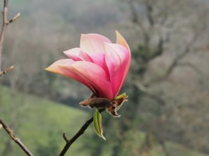 Magnolia ‘Pink Surprise’