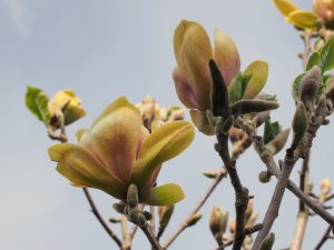 Magnolia ‘Sunsation’